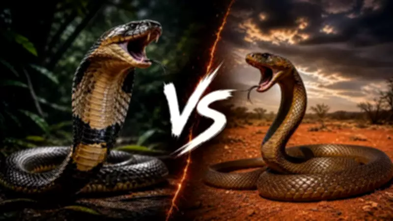 King Cobra vs Inland Taipan: Who Wins in a Deadly Showdown?