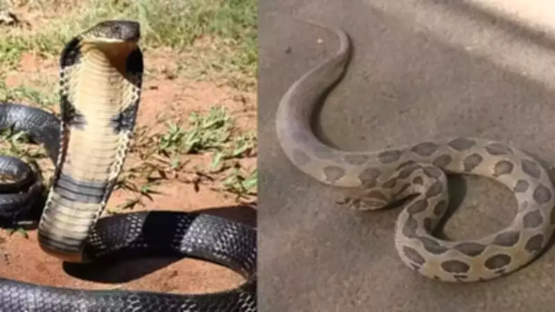 King Cobra vs Russell's Viper: Which Snake's Hiss Is More Terrifying?