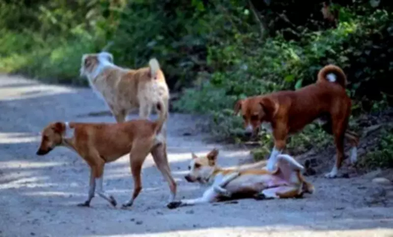 Kochi Corporation to Start Work on Dog Shelter at Brahmapuram