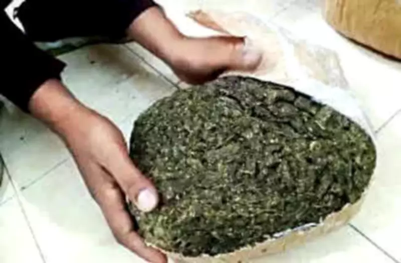 Kolhapur Farmer Arrested for Growing Ganja in Sugarcane Field