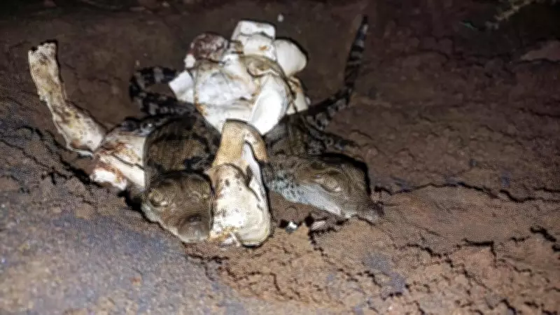 Kolhapur Forest Dept Successfully Hatches Crocodile Eggs in First-of-Its-Kind Effort