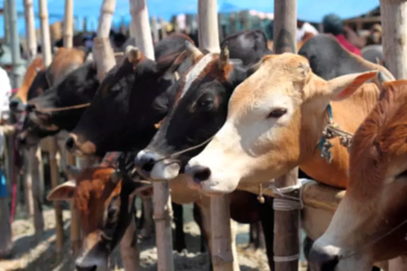 Kolkata Cleric Advises Muslims to Avoid Cow Sacrifice Due to Strict Slaughter Laws