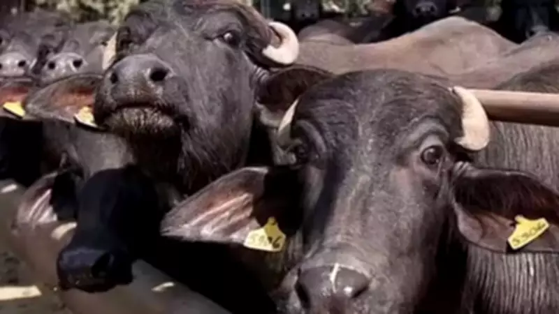 Kolkata's Only Abattoir Halts Fresh Cattle Supply Amid Stricter Rules