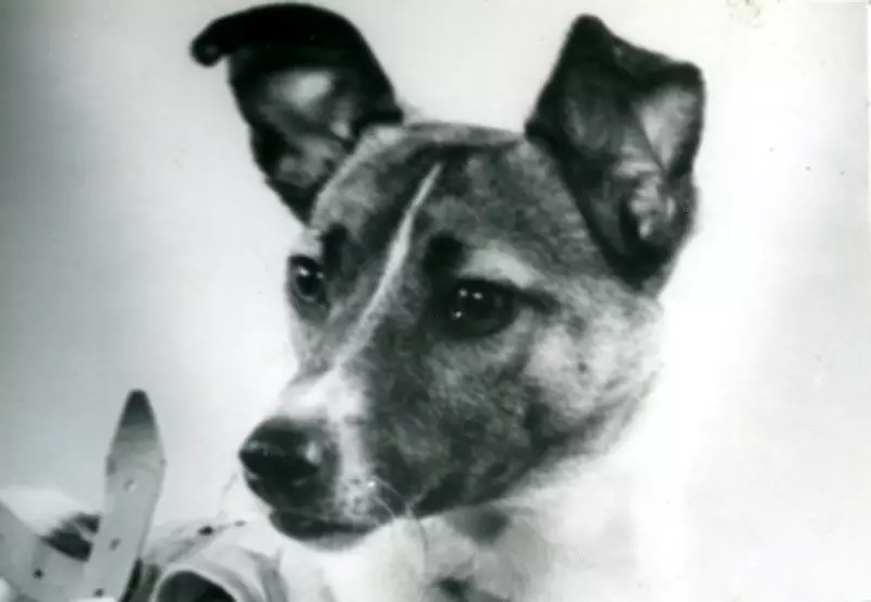 Laika: The Stray Dog Who Sacrificed Herself for Space Exploration