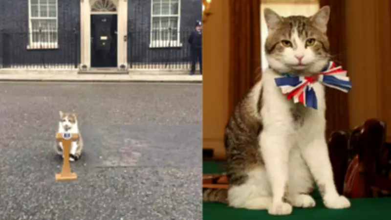 Larry the Cat Goes Viral as UK Political Turmoil Hits Downing Street