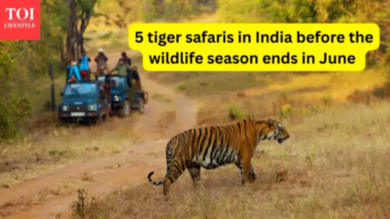 Last Chance: 5 Tiger Safaris in India Before Monsoon Closes Parks