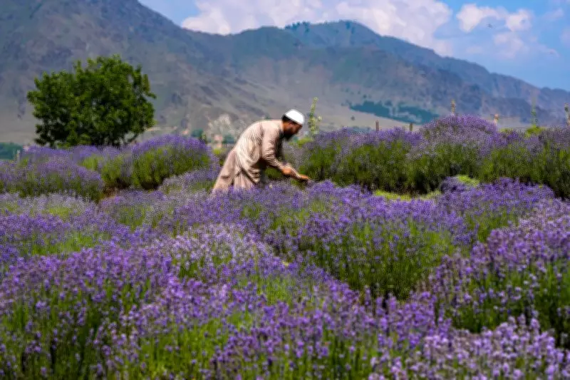 Lavender Festival 2026 Set for June 6-7 in J&K's Bhaderwah Valley