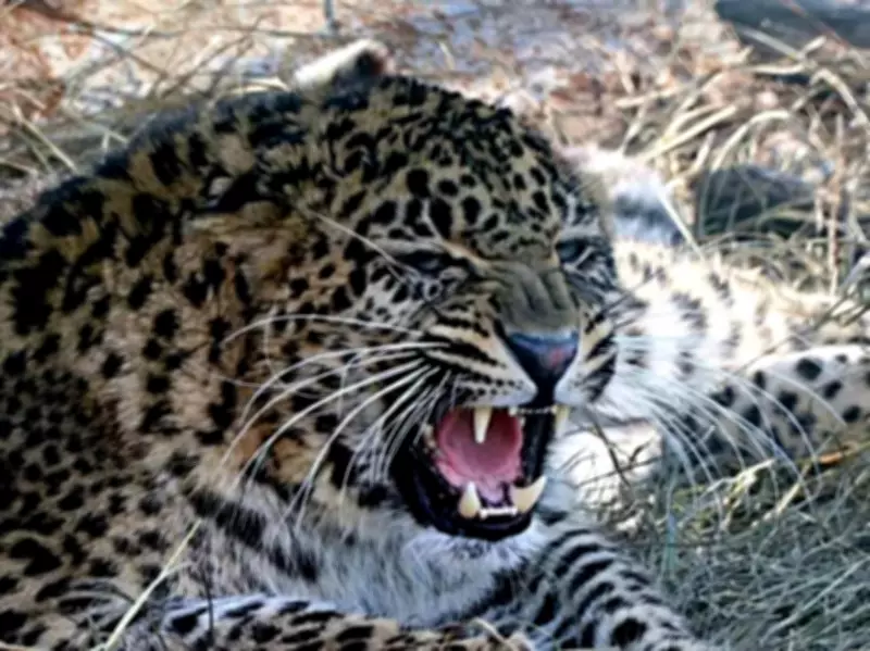 Leopard Attacks Kill Man, Injure Girl in Chhattisgarh Forest Villages