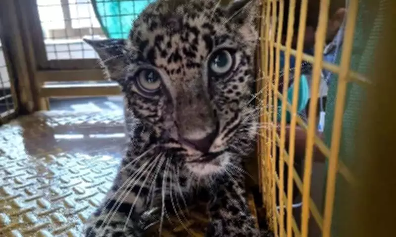 Leopard Cub Rescued from Net Trap in Ratnagiri Village