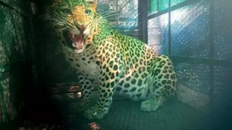 Leopard Lifts Pet Dog and Calf in Thrissur Village, Residents Demand Action