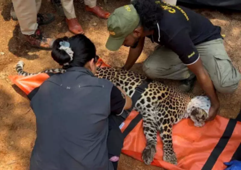 Leopard Rescued from Wire Fence in Kundapur, Released into Wild
