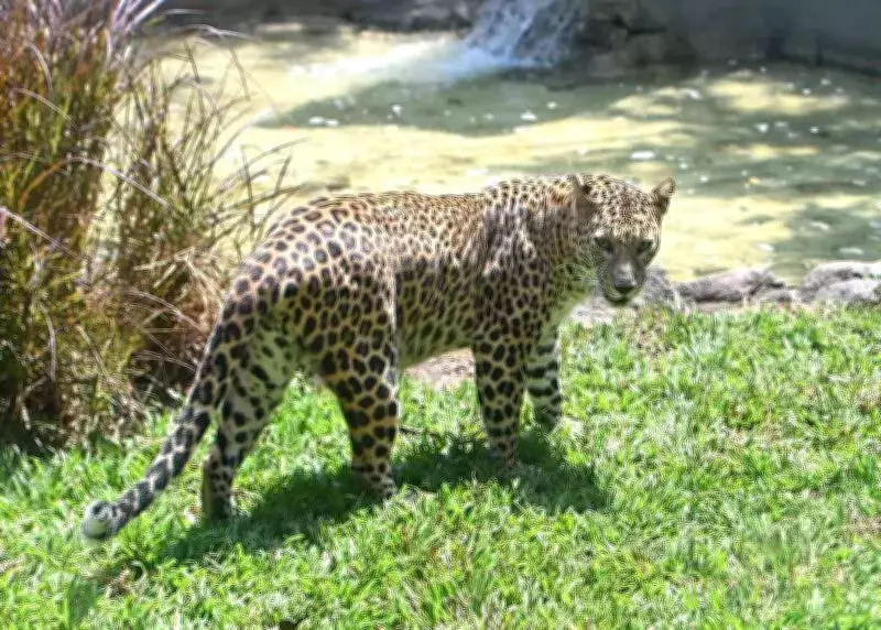 Leopard Spotted at Mercedes-Benz Plant in Pune, Trap Cages Installed