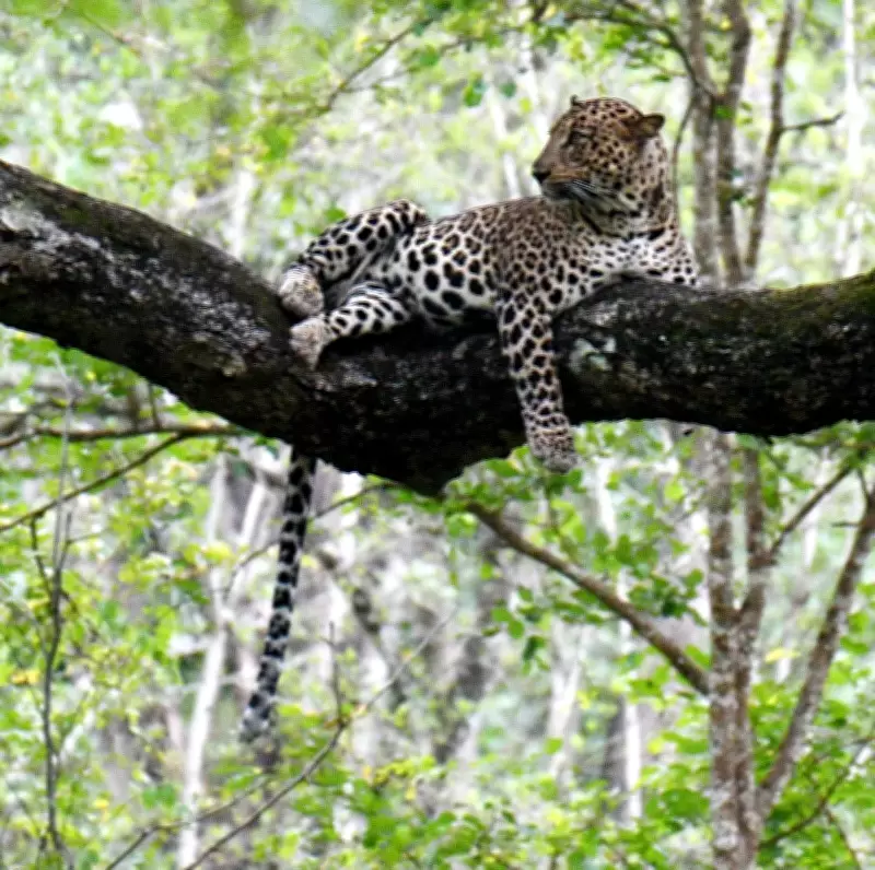 Leopard Spotted in Thane's Indira Nagar, Forest Officials Issue Caution