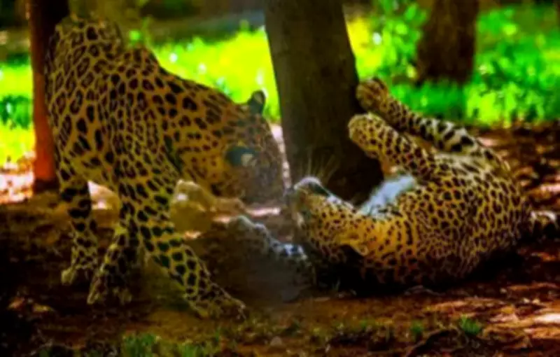 Leopard Spotted Third Time at Mumbai Complex, Cage Trap Installed