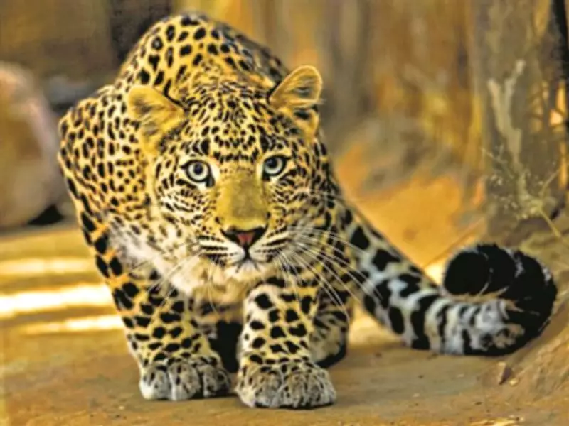 Leopard Strays into Kathua Village, Rescued After Tense Operation