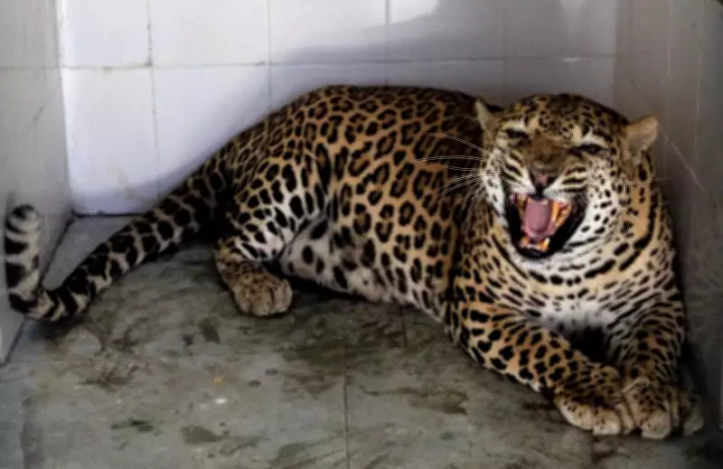 Leopard That Injured Eight Rescued in UP, Sent to Gorakhpur Zoo