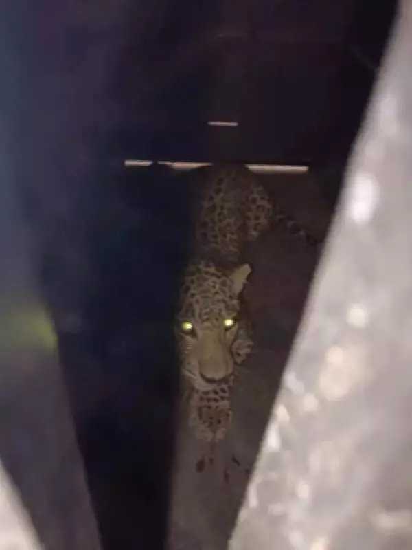 Leopard Trapped at Mercedes-Benz Plant in Pune After 3-Day Operation