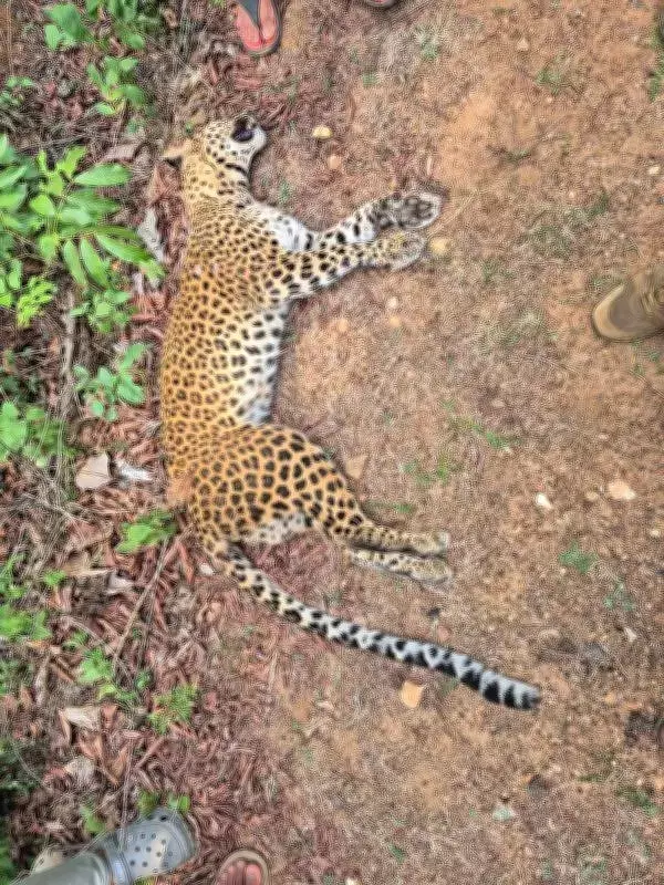 Leopardess Killed by Motorcycle Near Shivamogga Elephant Camp