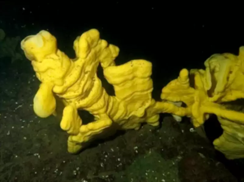 Living Glass Sponge Reefs Discovered Thriving Off British Columbia Coast