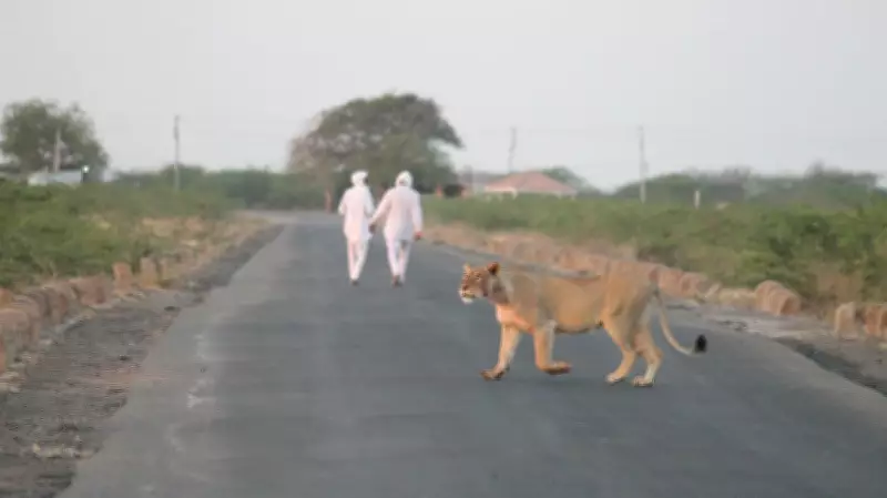 Living with Lions in Gujarat's Amreli: Coexistence and Growing Challenges