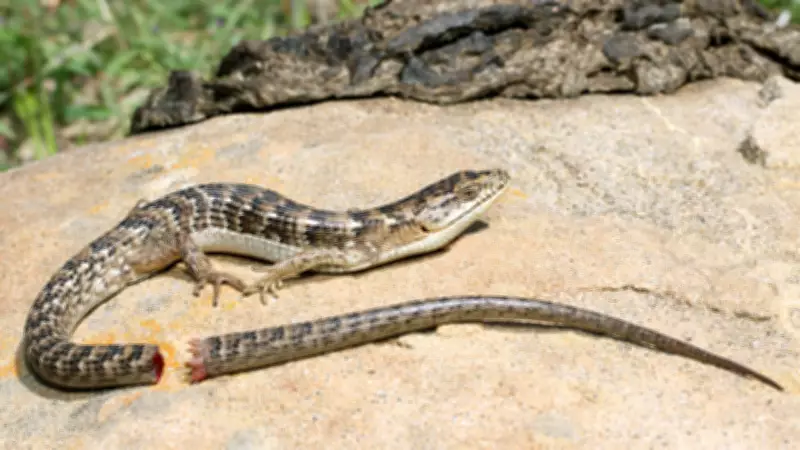 Lizards Can Regrow Tails Multiple Times, But Each Regrowth Is Imperfect