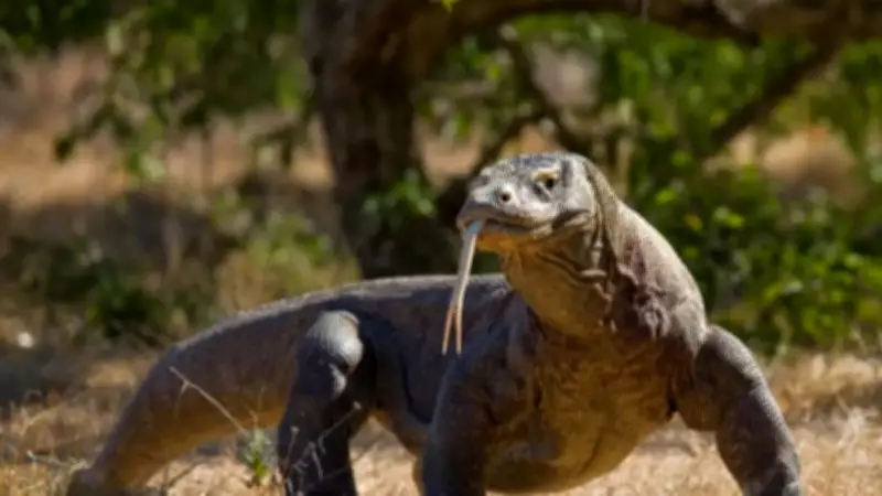 Lizards Share Common Ancestor with Crocodiles and Dinosaurs, Science Reveals