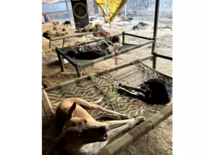 Loki Animal Shelter Rescues Over 3,000 Injured Animals with Free Ambulance