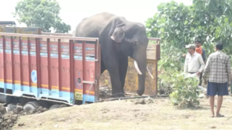 Lone Elephant E-5 Rescued After Bonding With Trained Kumki Elephant in MP