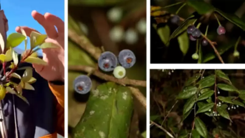 Lost Himalayan Blueberry Rediscovered in Arunachal Pradesh After 150 Years