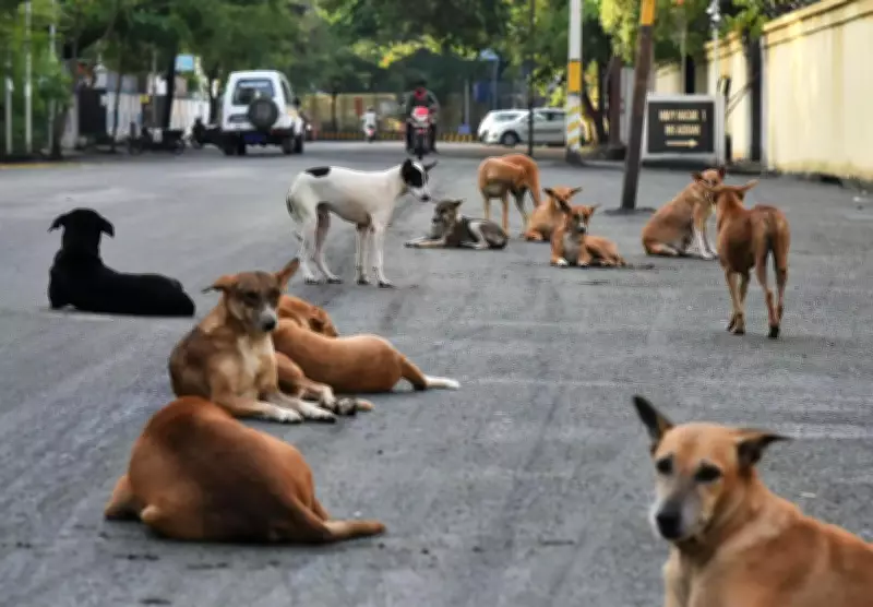 Ludhiana MC Awaits State Directives to Implement SC Order on Stray Dogs
