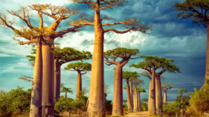 Madagascar: The World's Oldest Island and Its Unique Evolutionary History