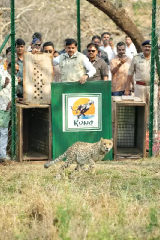 Madhya Pradesh CM Releases Two Cheetahs into Wild at Kuno National Park