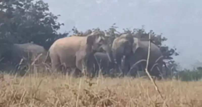 Madras HC directs forest dept to expedite reuniting abandoned elephant calf with herd