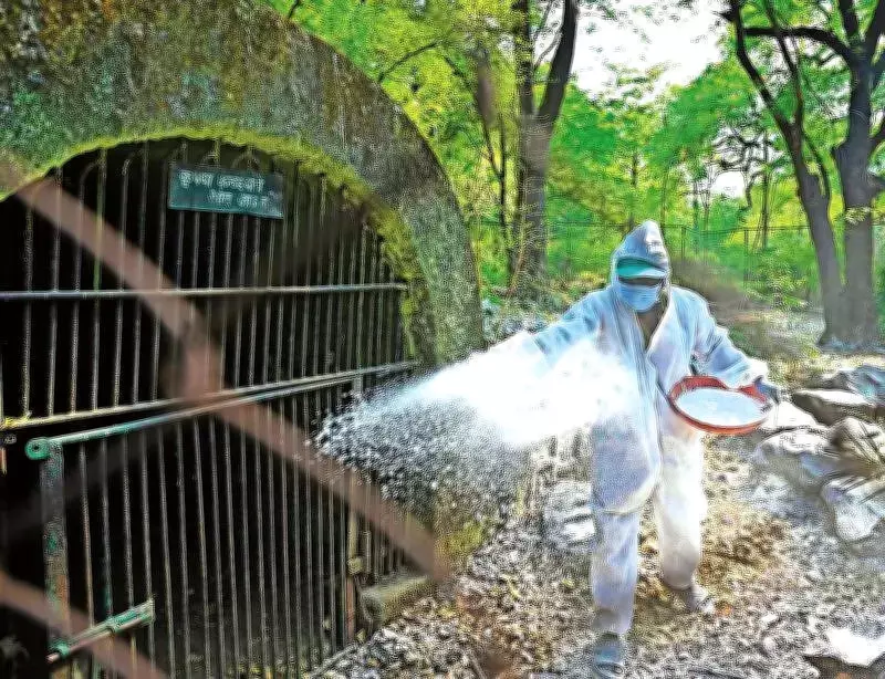 Maharajbagh Zoo on High Alert After Tiger Deaths, Bird Flu Outbreaks