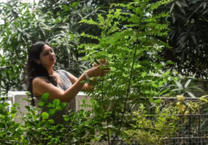 Maharashtra Biodiversity Park Preserves Rare Plant Species in Nagpur
