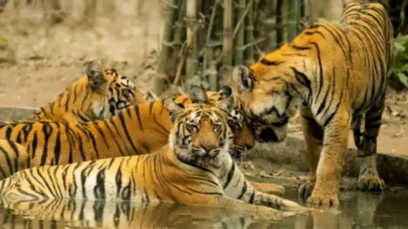 Maharashtra Day 2026: 10 Iconic Animals and Best Places to See Them