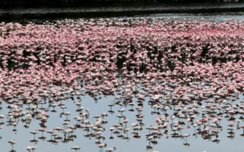 Maharashtra Doubles Flamingo Lake Reserve to 36 Hectares, Blocking Cidco Plans