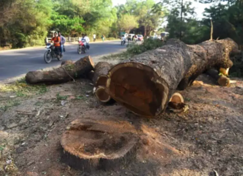 Maharashtra mandates 15-day tree felling permission for industrial projects