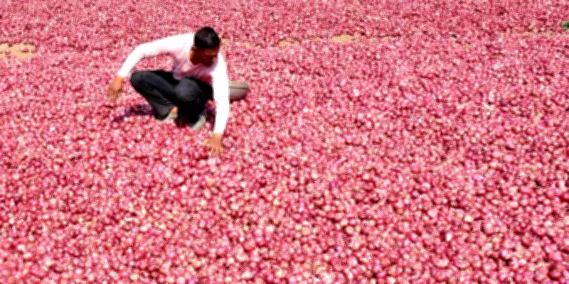 Maharashtra onion growers reject Centre's Rs 1,235 per quintal procurement price