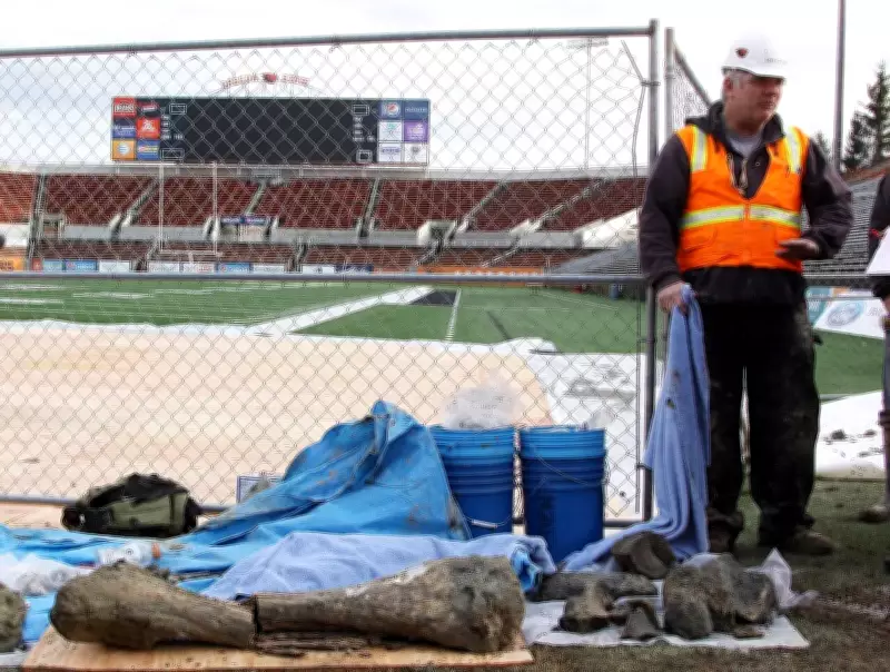 Mammoth Bones Unearthed During Oregon State Stadium Construction