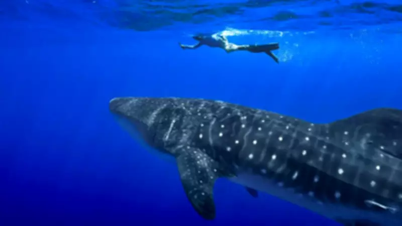 Man dies in shark attack off Queensland coast in Australia
