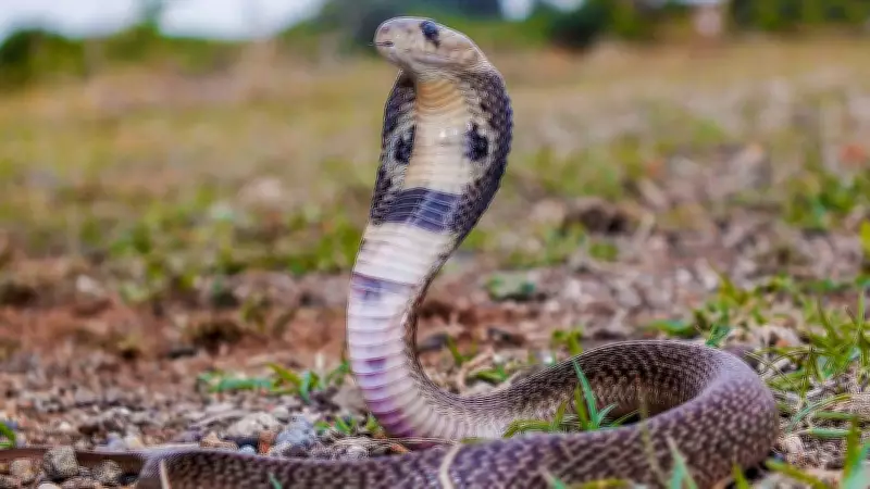 Man Dies in Sleep After Venomous Bite in Karnataka's Savanur