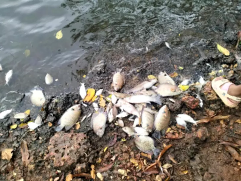 Mangaluru residents test well water after mass fish deaths in Gurupura River
