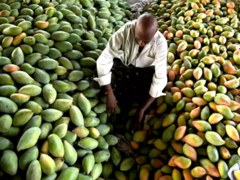 Mango Diplomacy Blooms in Seattle with India's Kesar Mangoes