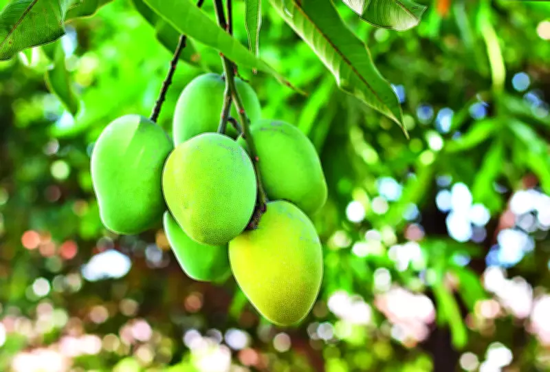 Mango Fair 'Maavu Mela' to Be Held at Kadri Park in Mangaluru from May 28-31