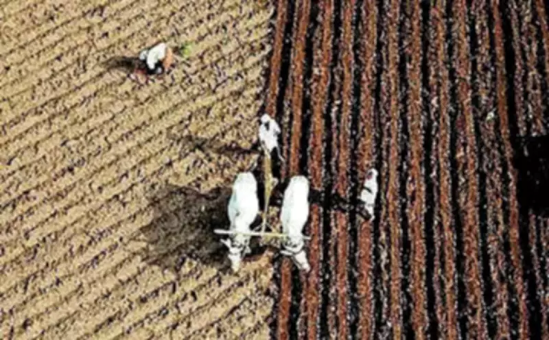 Marathwada Farmers Face Crisis Due to Diesel Shortage Before Kharif Sowing