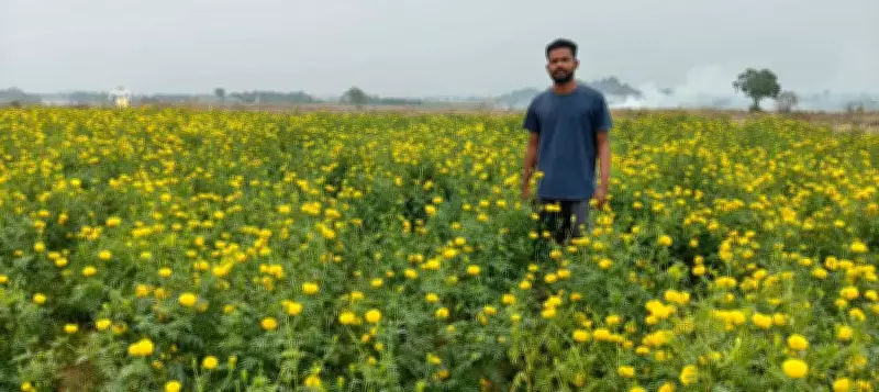 Marigold Cultivation Boosts Income for Ganjam Farmers