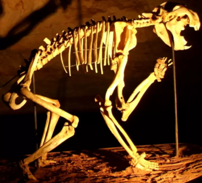Marsupial Lion Skeleton Discovered in Nullarbor Plain Cave After Millions of Years