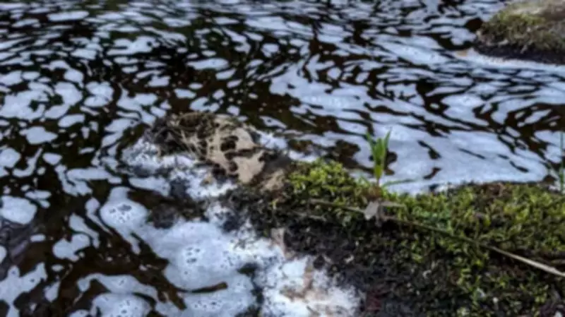 Mass Fish and Bird Deaths in River Spey Tributary Spark Investigation