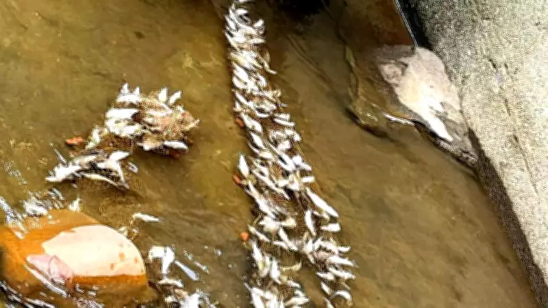 Mass Fish Death in Karnataka's Shishila River Raises Alarm